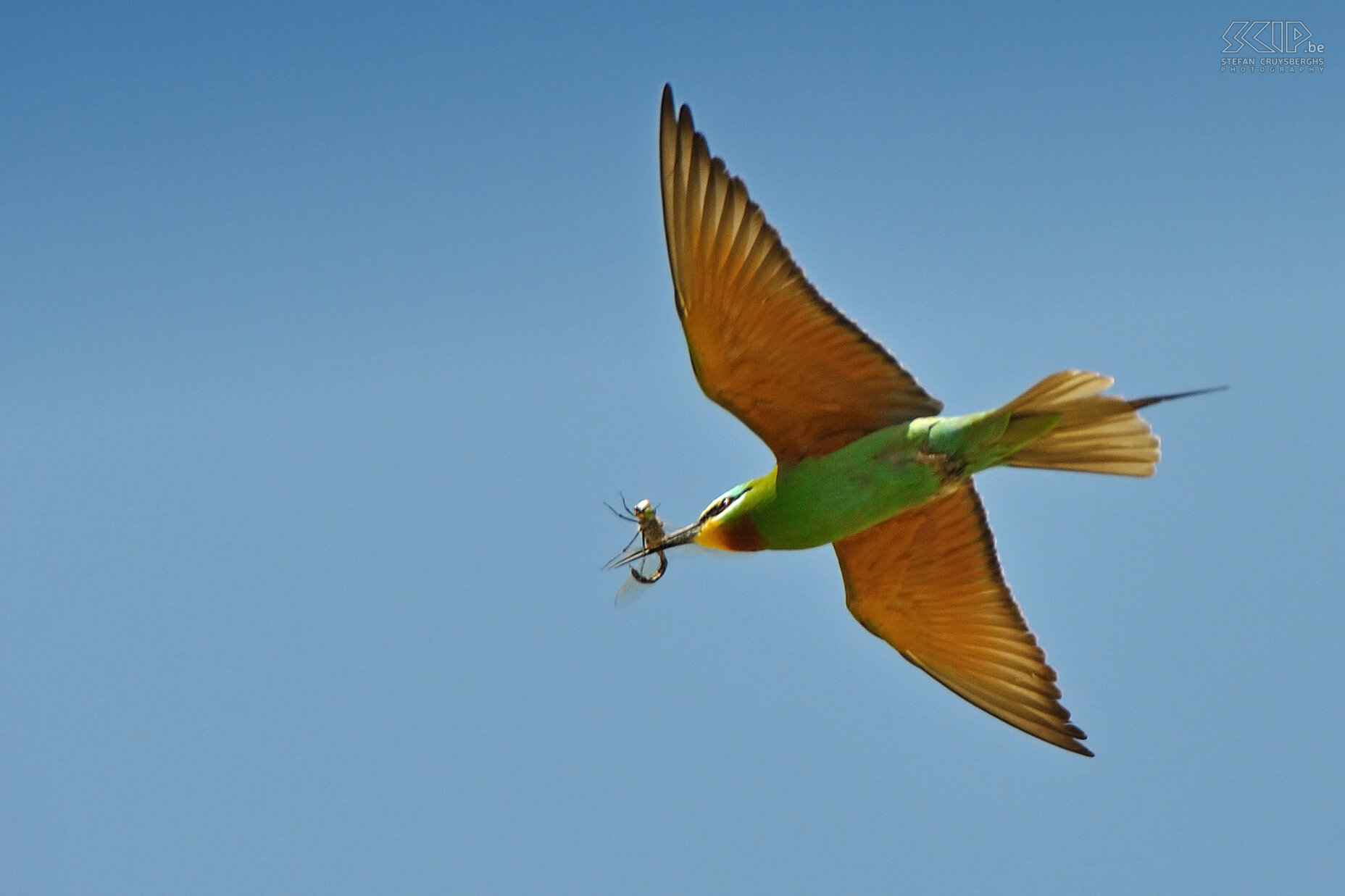 Bawiti -  Groene bijeneter met libelle Een groene bijeneter (Merops persicus) in de vlucht die zojuist een libelle gevangen heeft. Stefan Cruysberghs